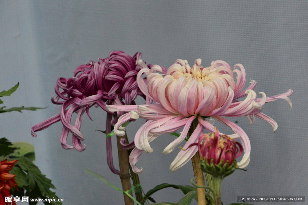 菊花