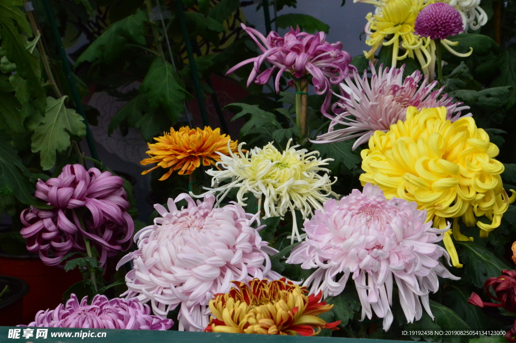 菊花