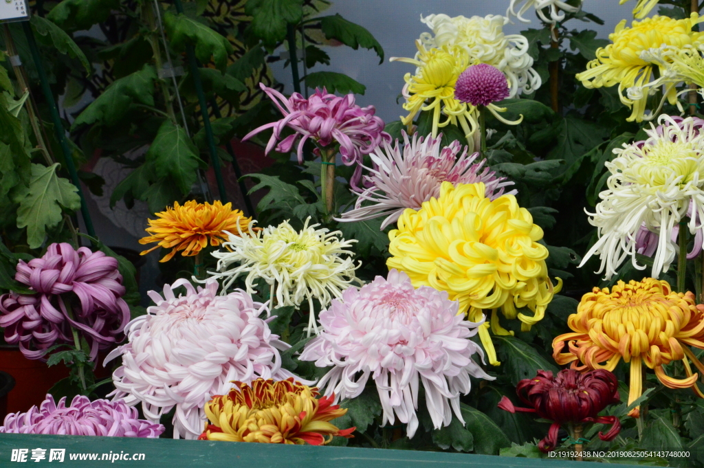 菊花