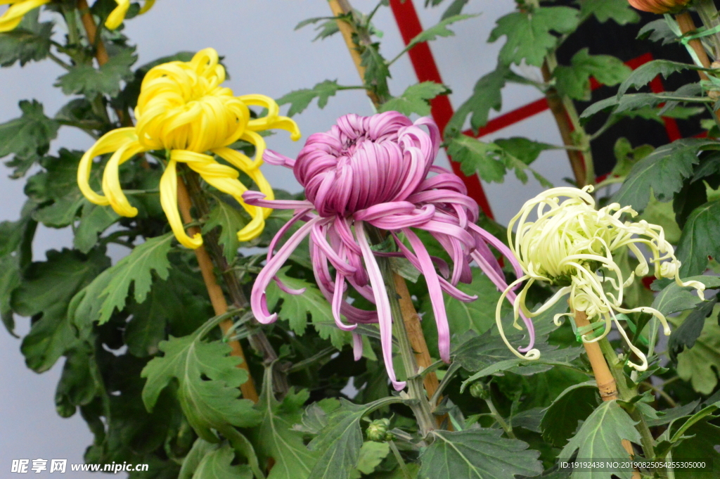菊花