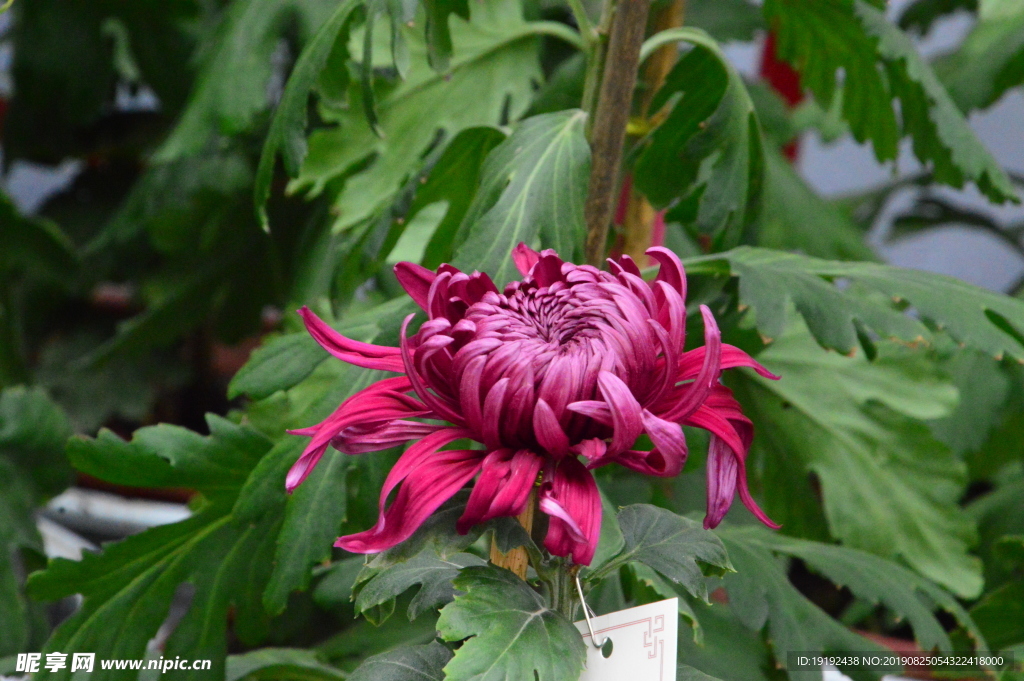 菊花