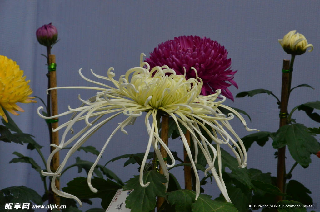 菊花