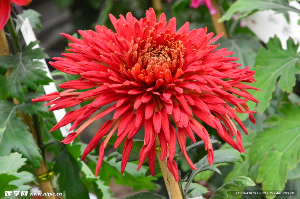 菊花