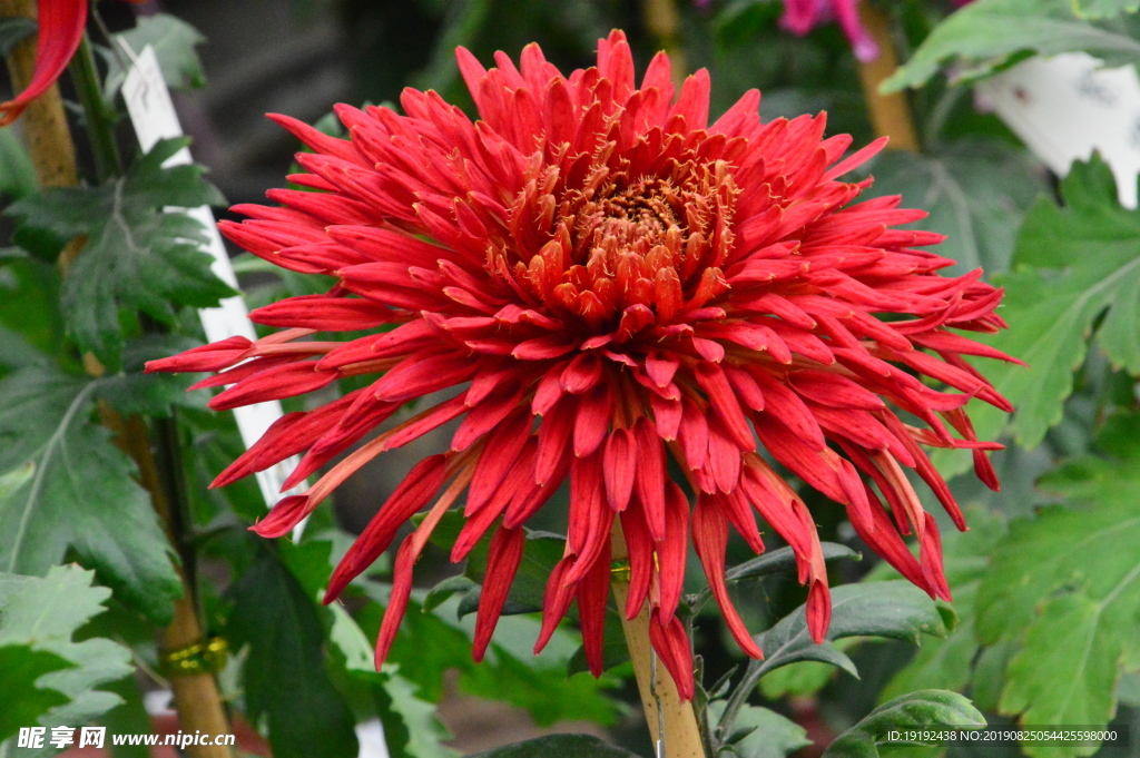 菊花