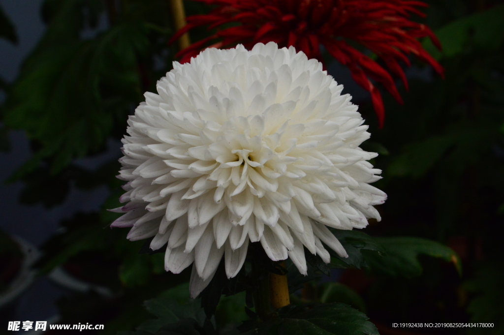 菊花