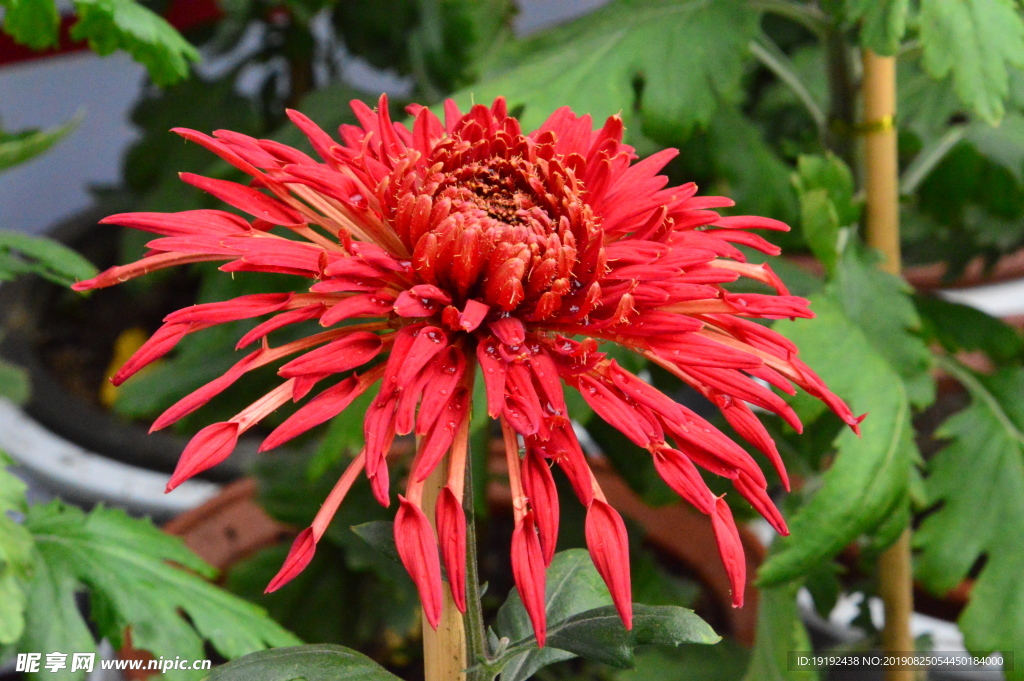 菊花
