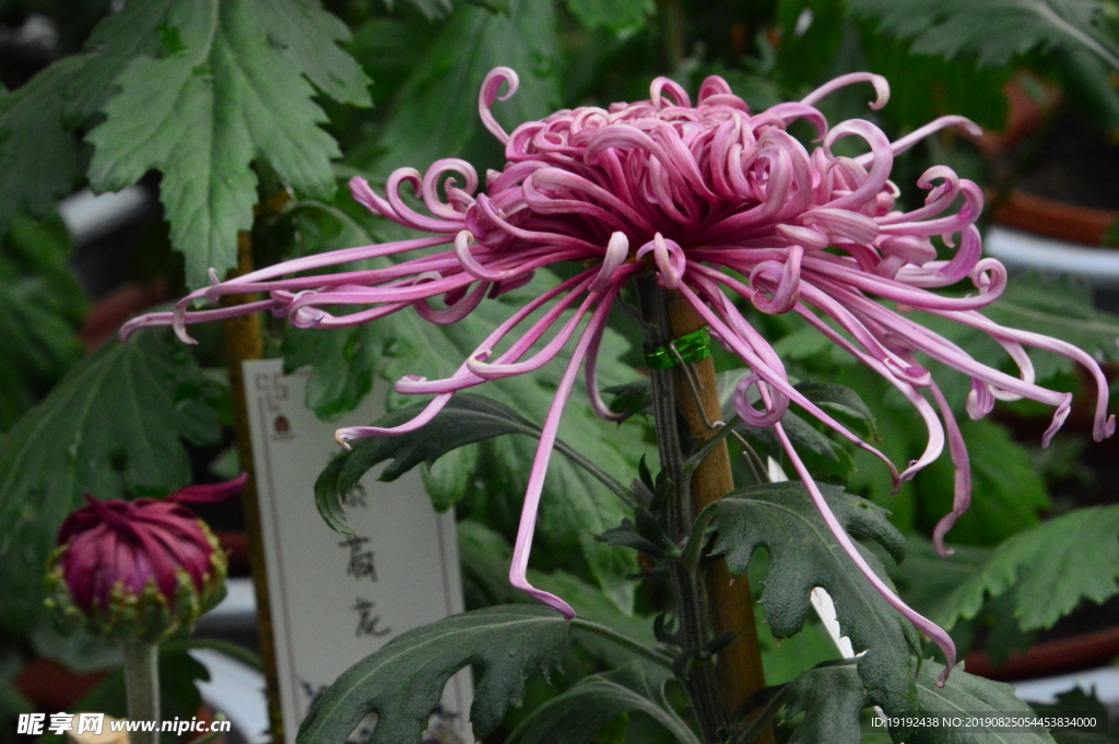 菊花