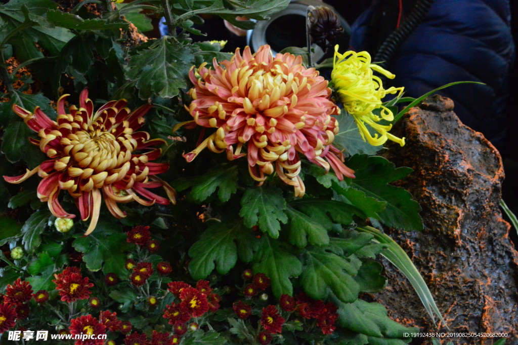 菊花