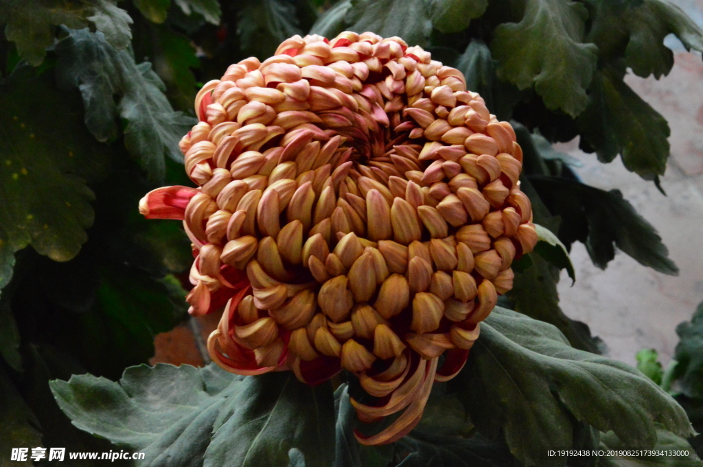 菊花