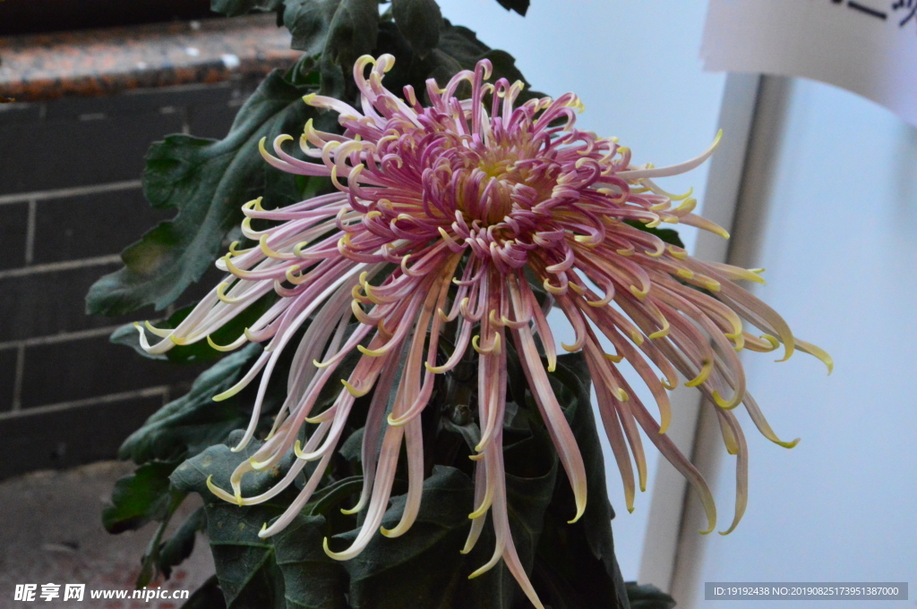 菊花