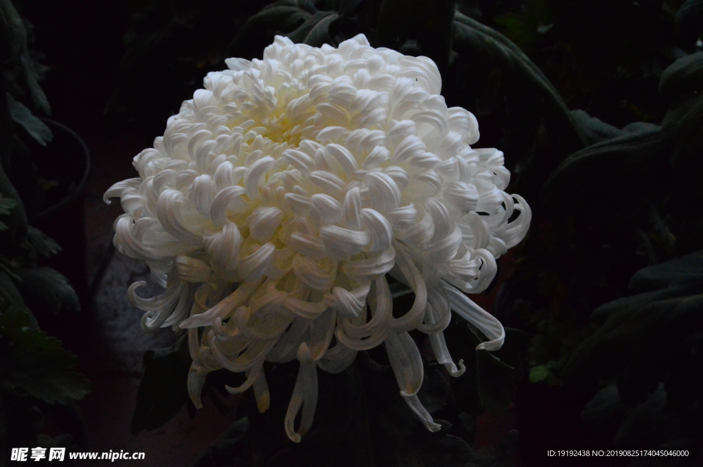 菊花