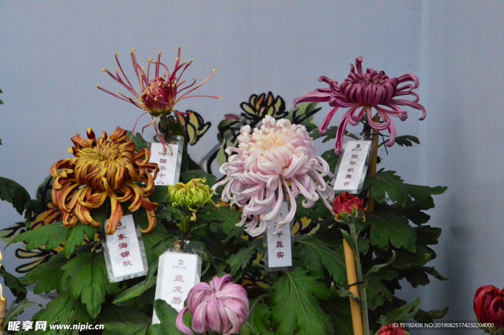 菊花