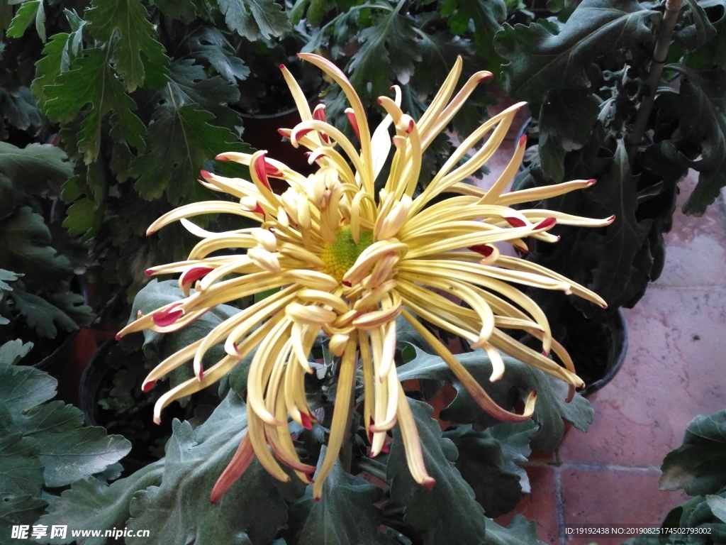 菊花