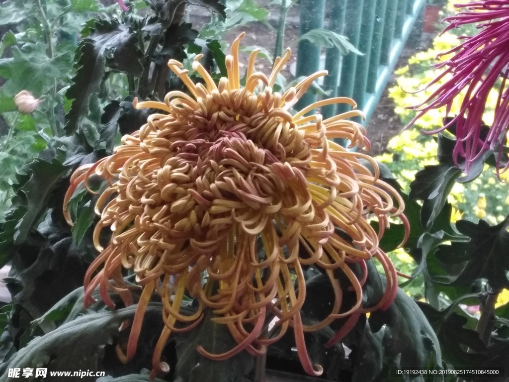 菊花