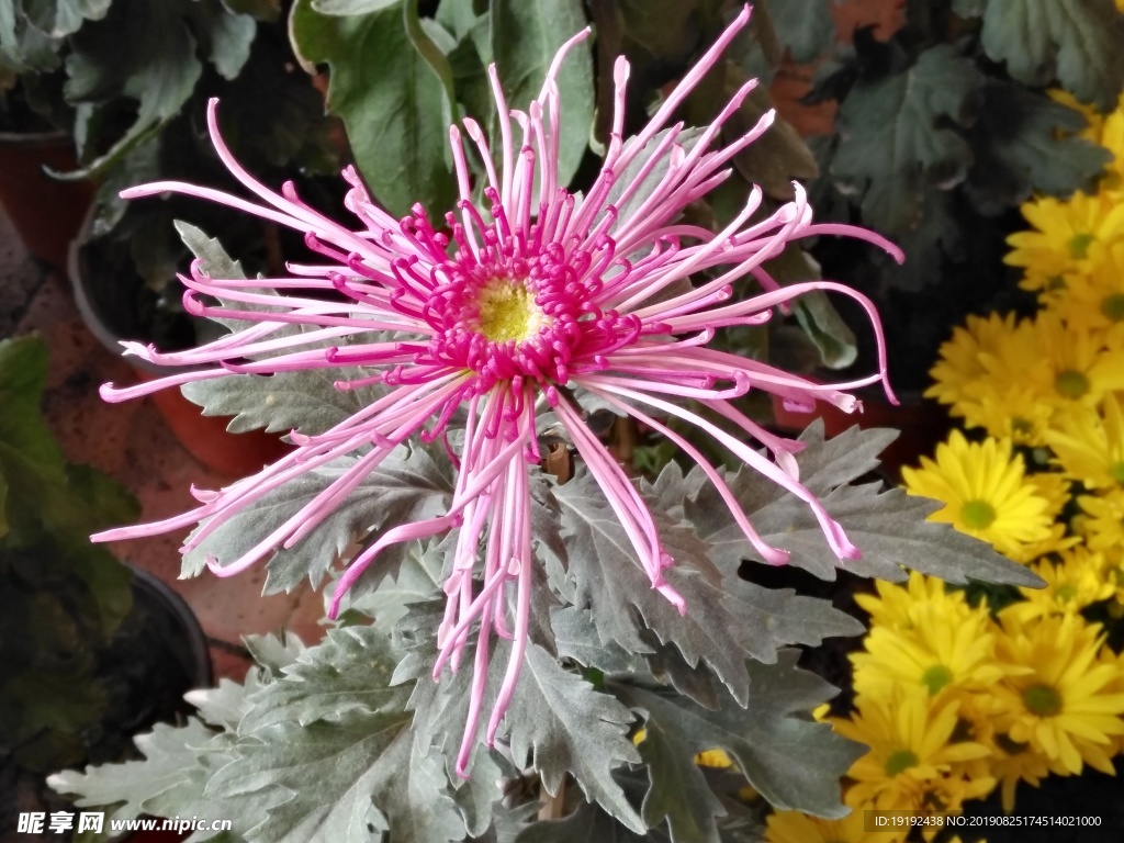 菊花