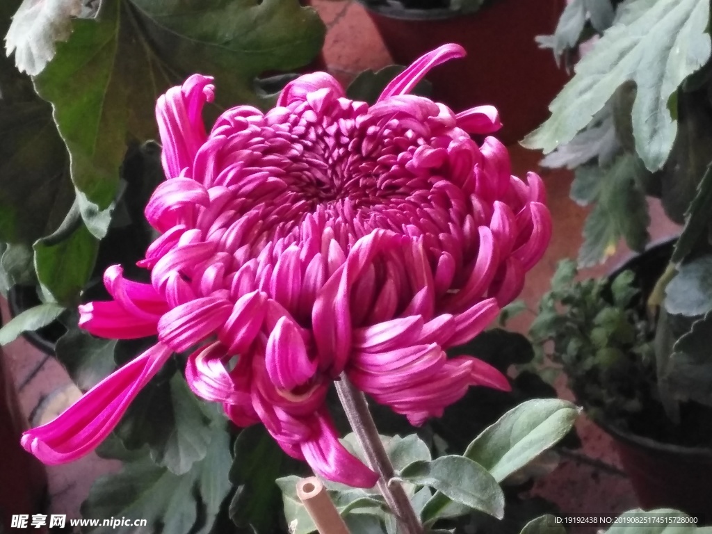 菊花