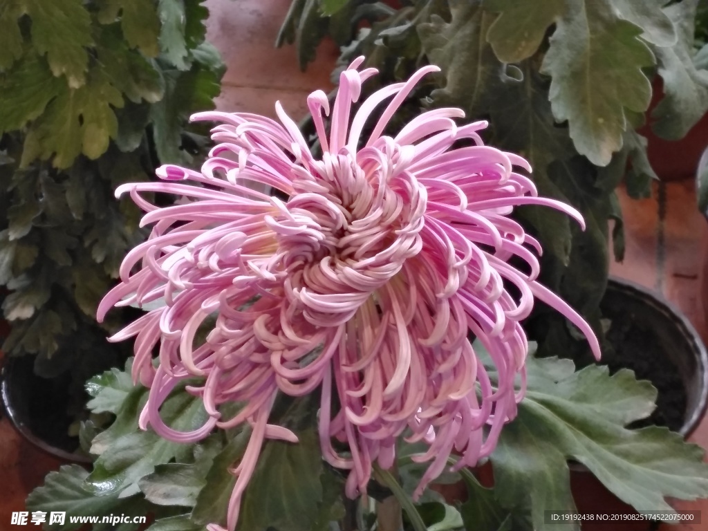 菊花