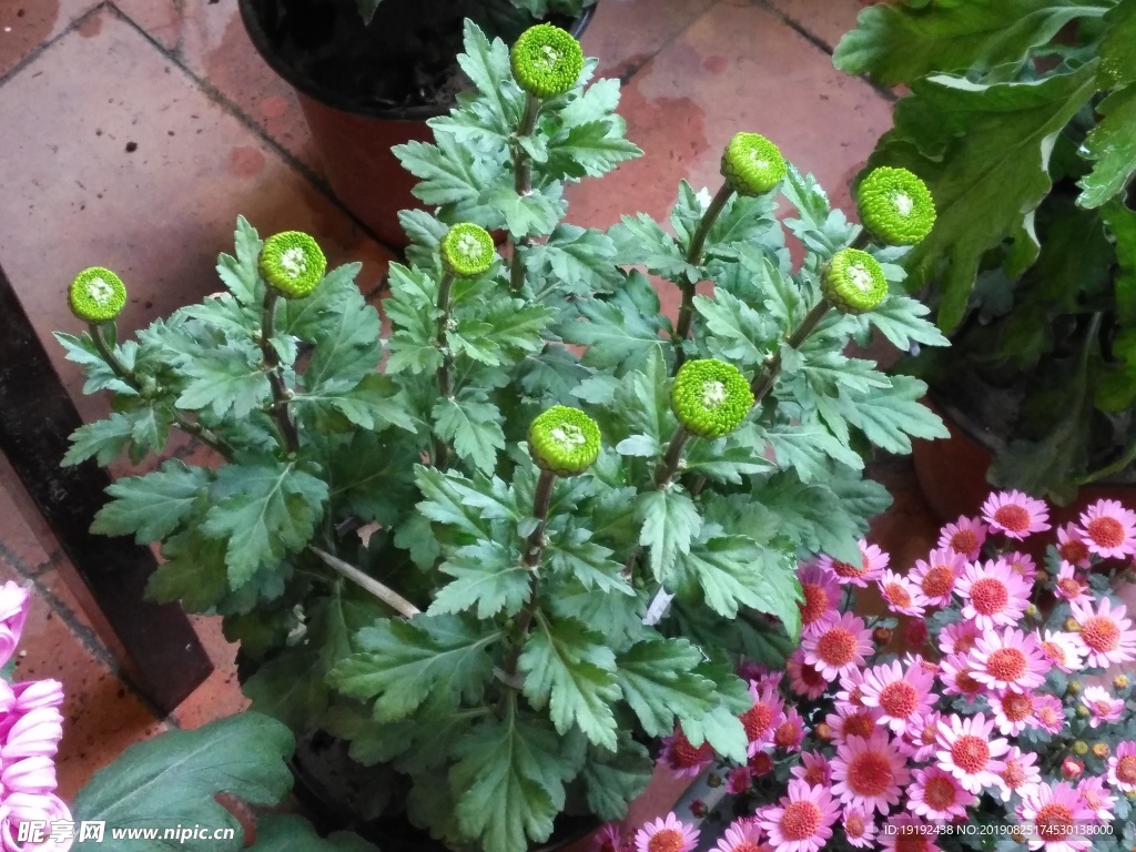 菊花