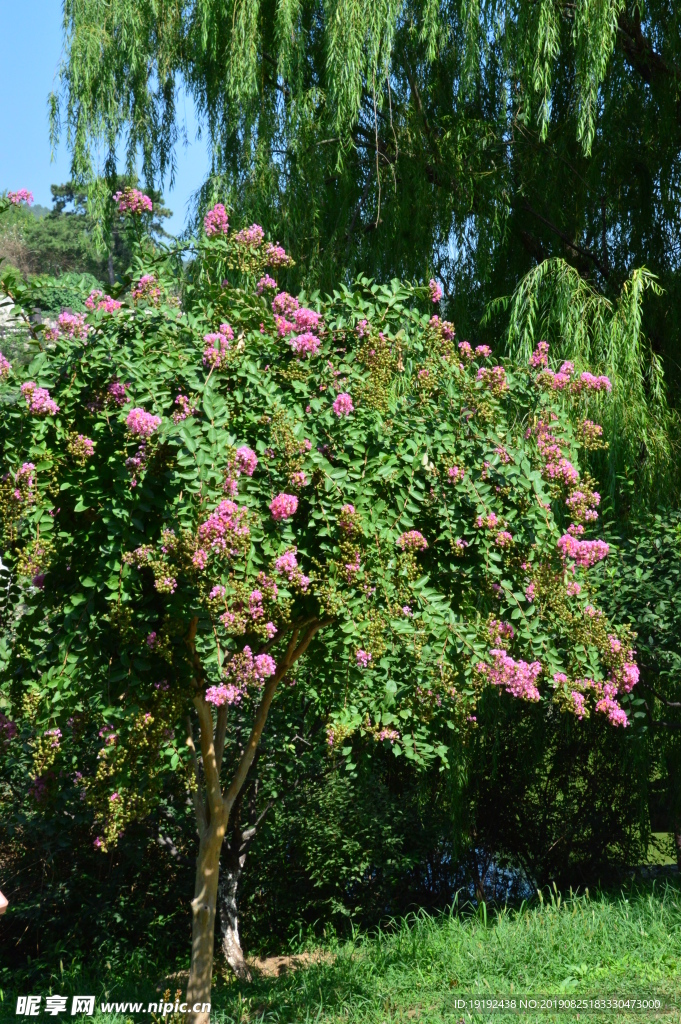 紫薇花