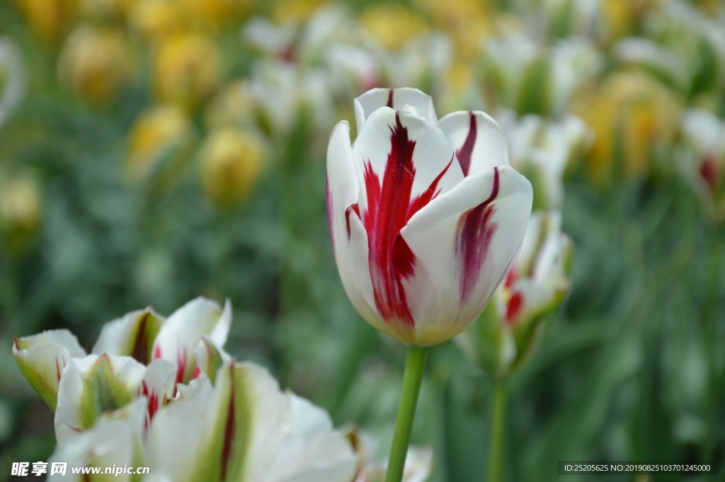 郁金香花