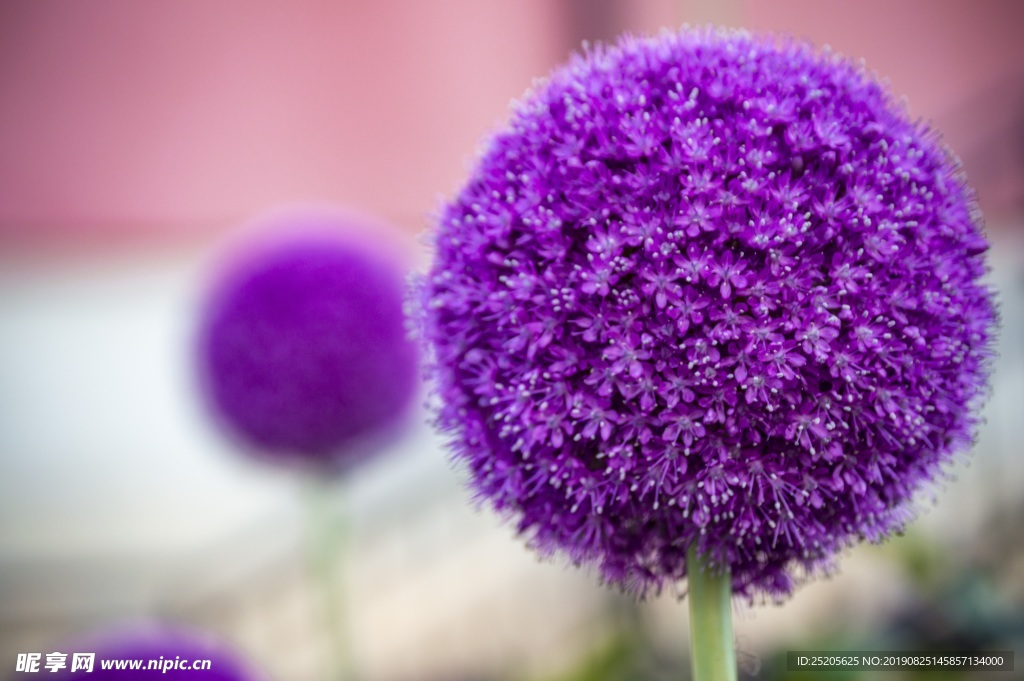 大朵紫色洋葱花