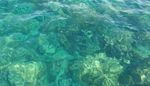 清除海洋珊瑚背景