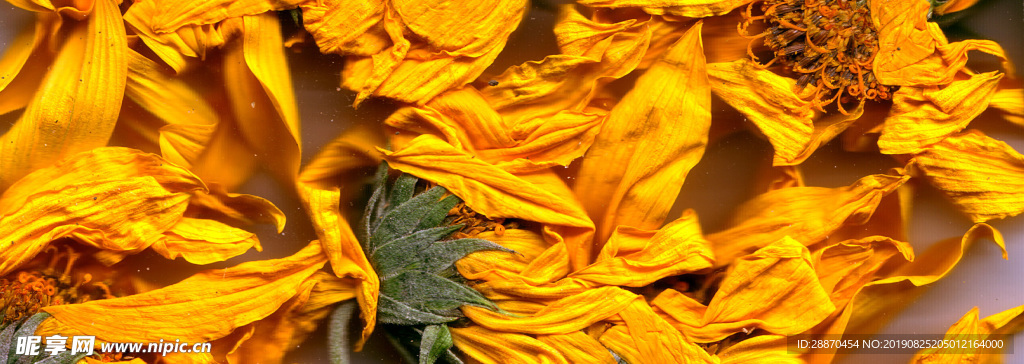 植物自然纹理