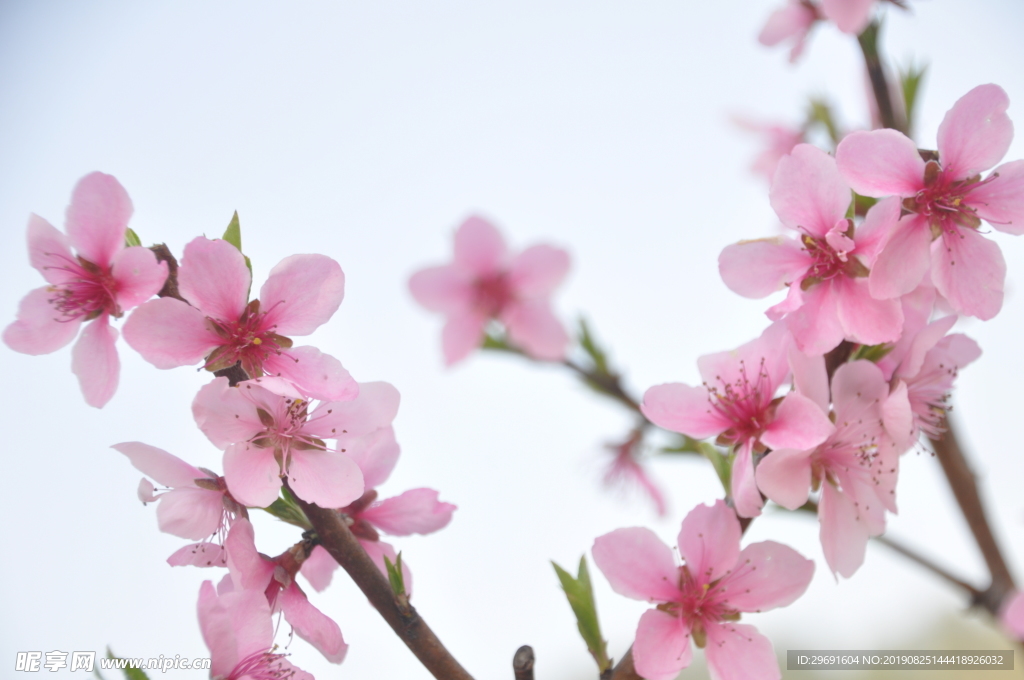 桃花