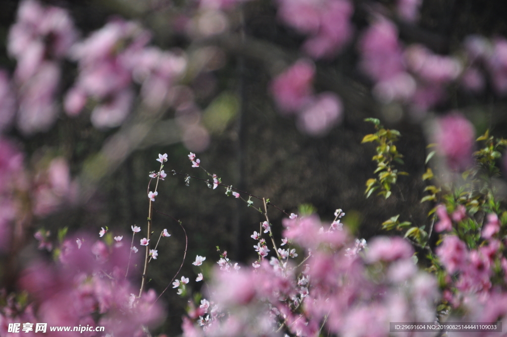 桃花背景