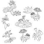 荷花素材