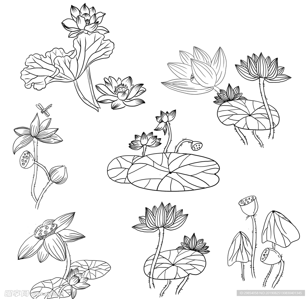 荷花素材