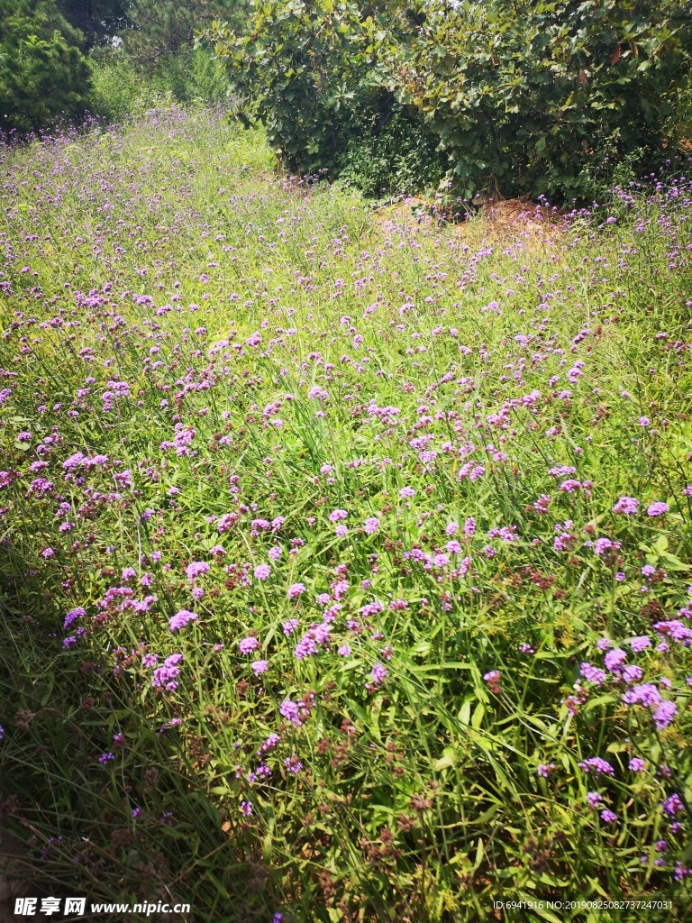 花海