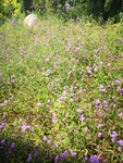 花田