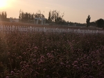风景