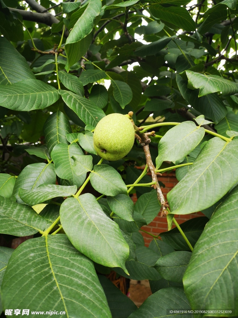 绿核桃