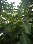 青核桃
