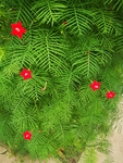 五星花