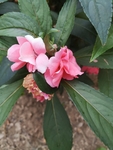 凤仙花