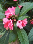 凤仙花