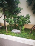 绿化