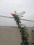 炮仗花