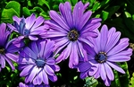 紫色野菊花