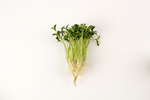 豆芽