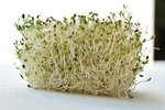 豆芽