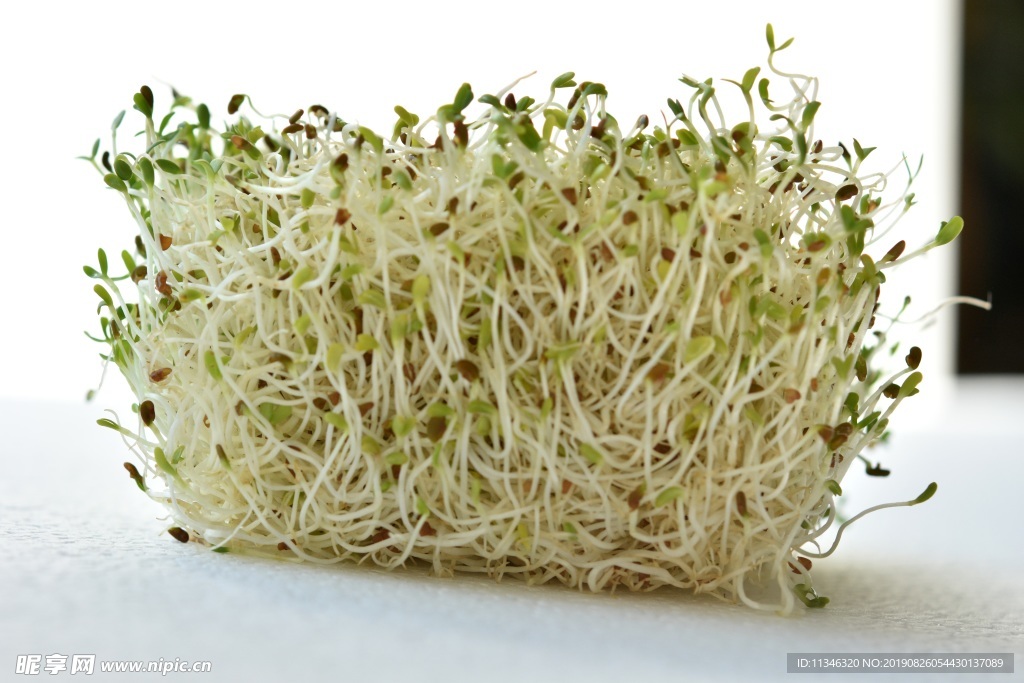 豆芽
