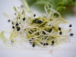 豆芽