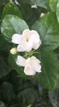 茉莉花