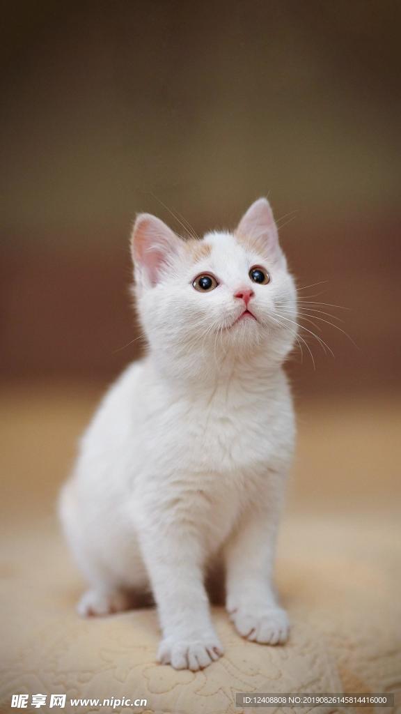 小奶猫