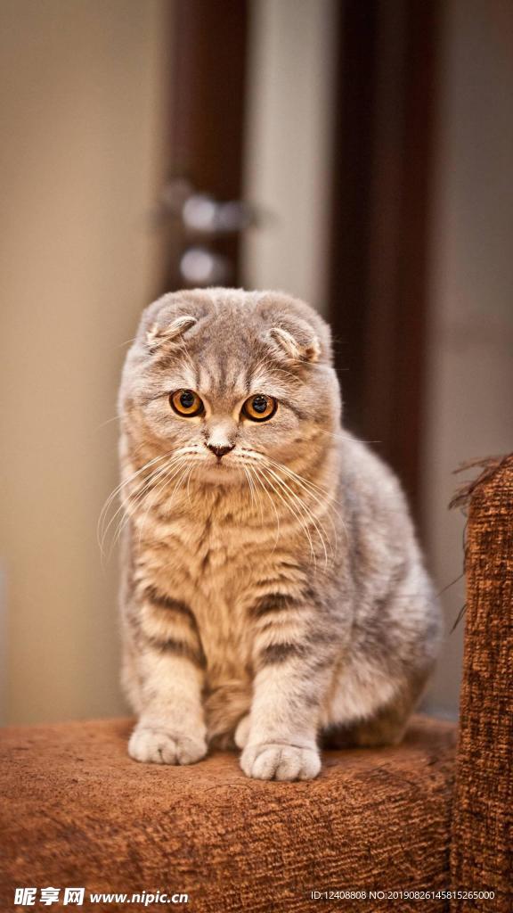 折耳猫