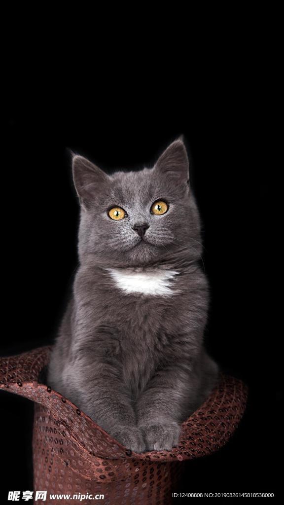 猫